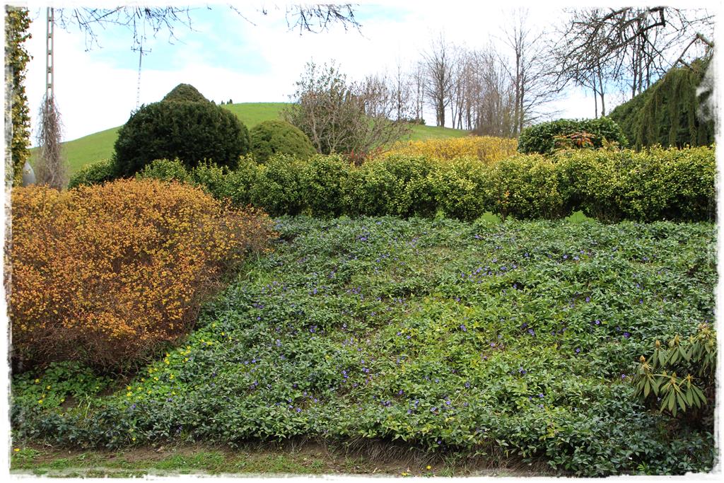 Rośliny do cienia 6d