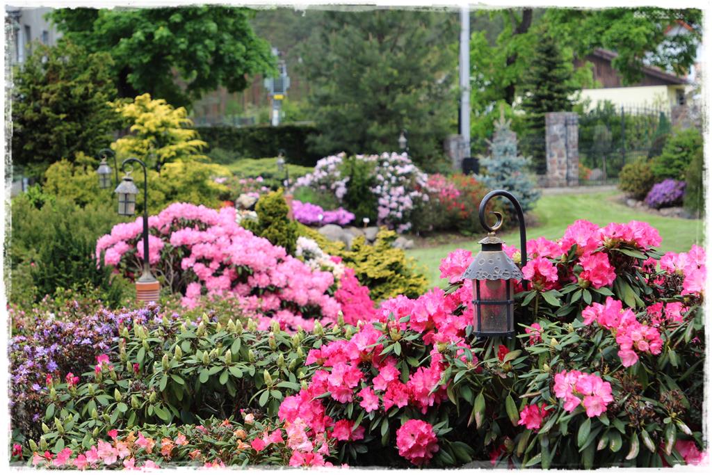 Rośliny do cienia 7