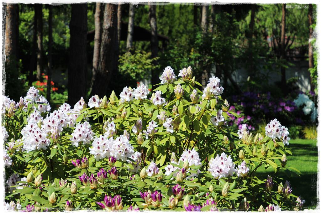 Rośliny do cienia 7aa