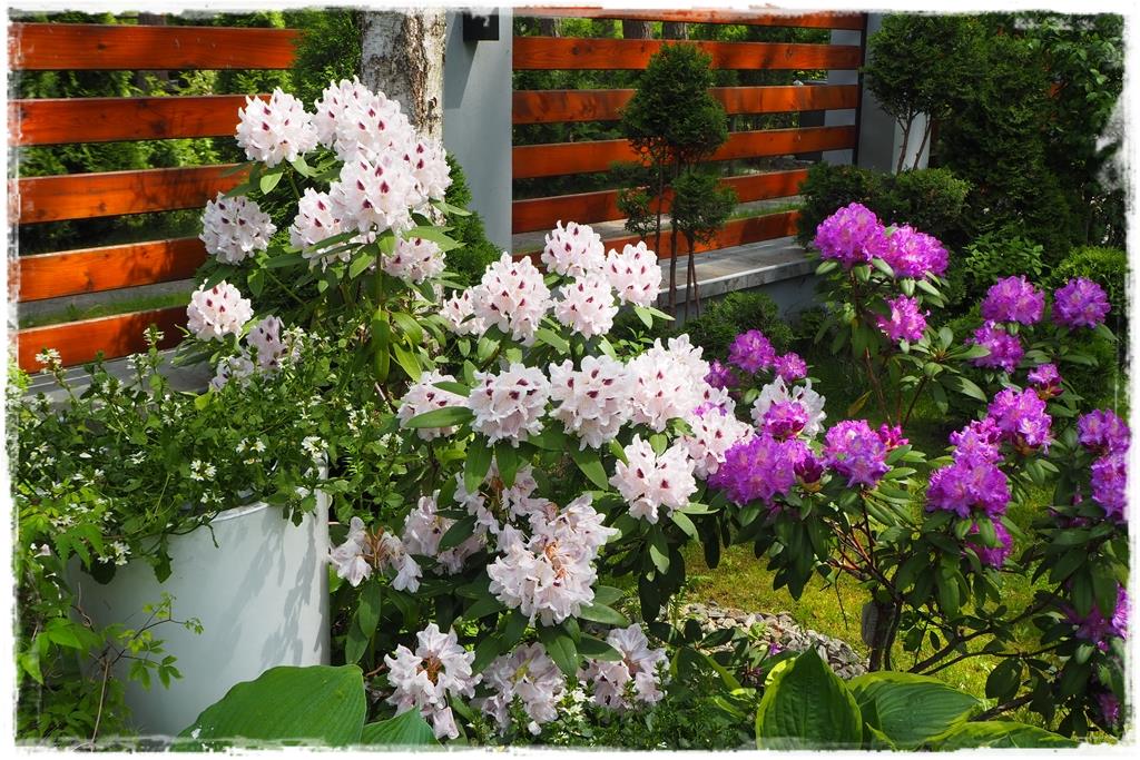 Rośliny do cienia 7e