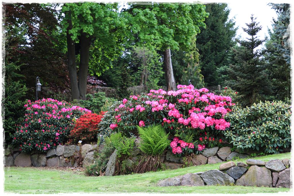 Rośliny do cienia 7g