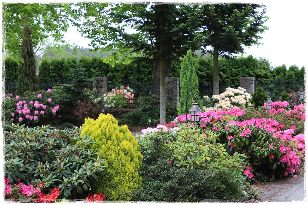 Rośliny do cienia 7h