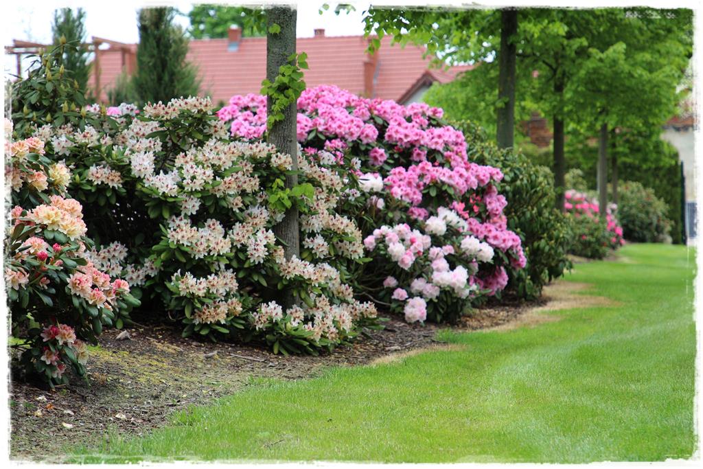 Rośliny do cienia 7i