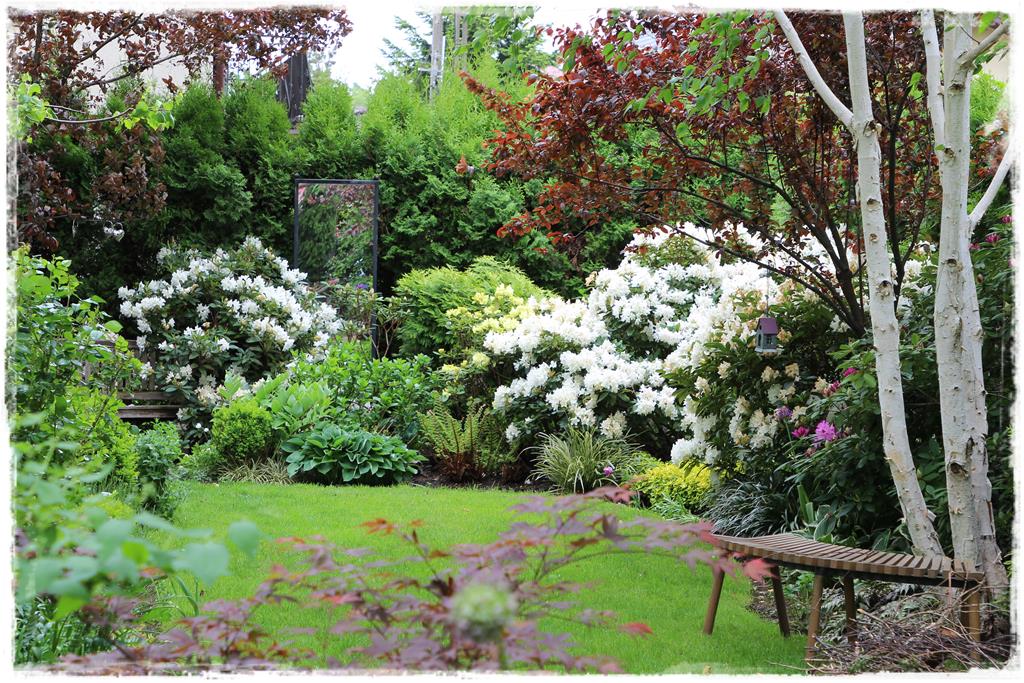 Rośliny do cienia 7j