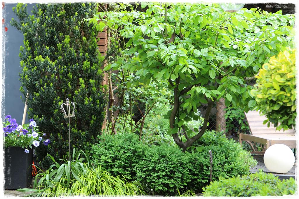 Rośliny do cienia 8c