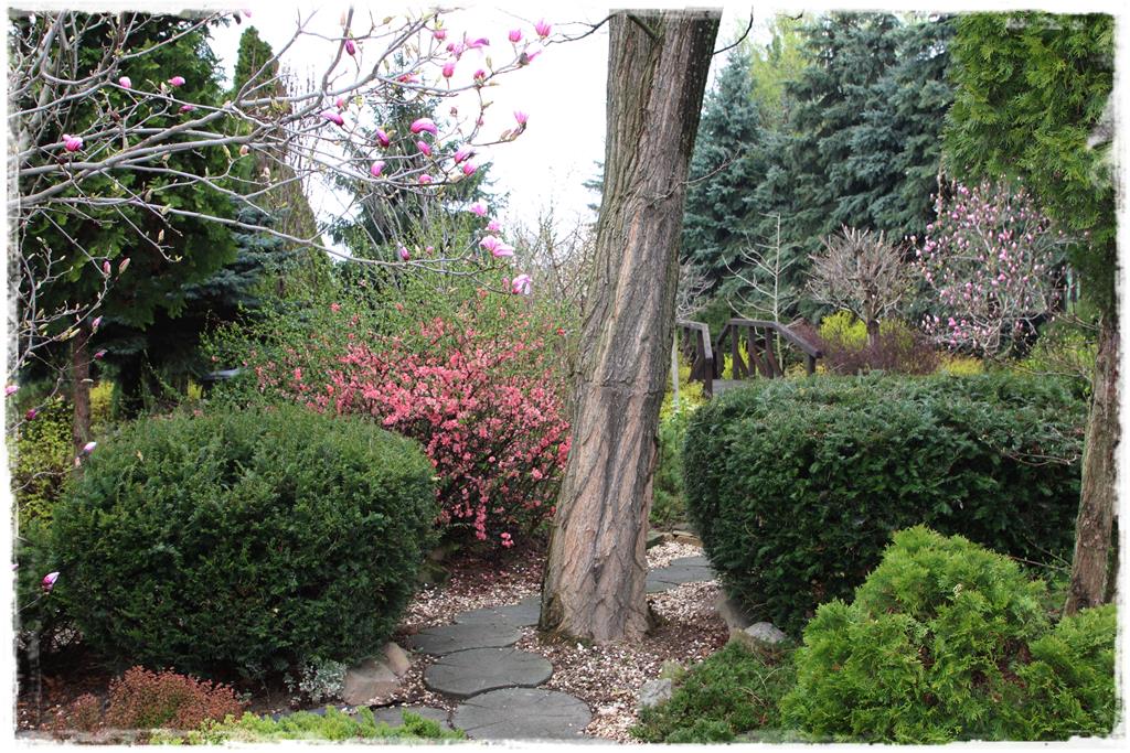 Rośliny do cienia 8e