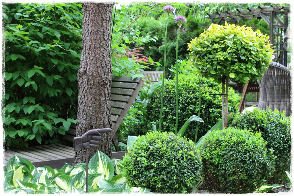 Rośliny do cienia 9