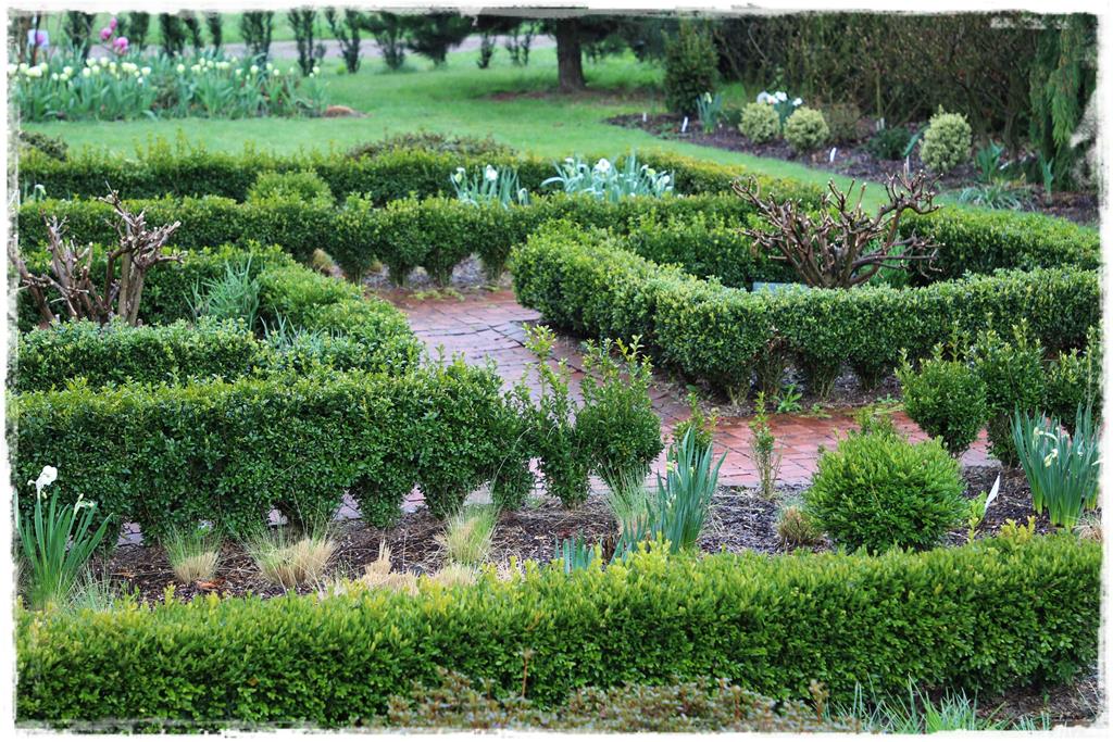 Rośliny do cienia 9aa