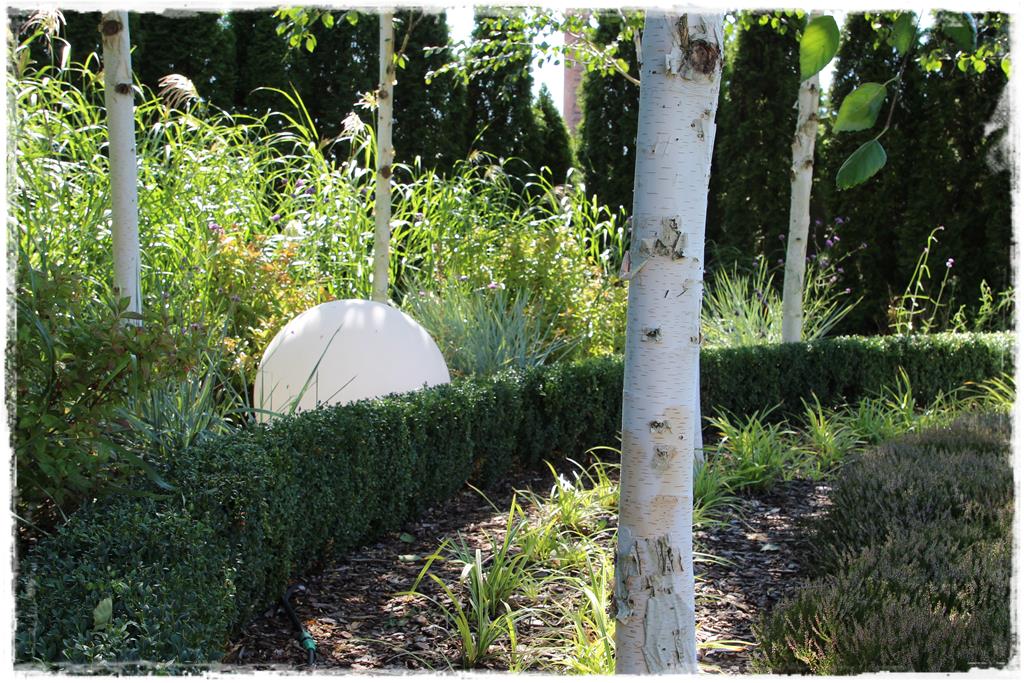 Rośliny do cienia 9g