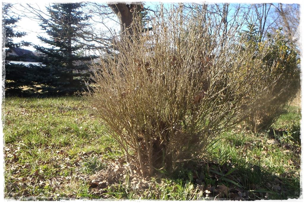 Rośliny do cienia 9x