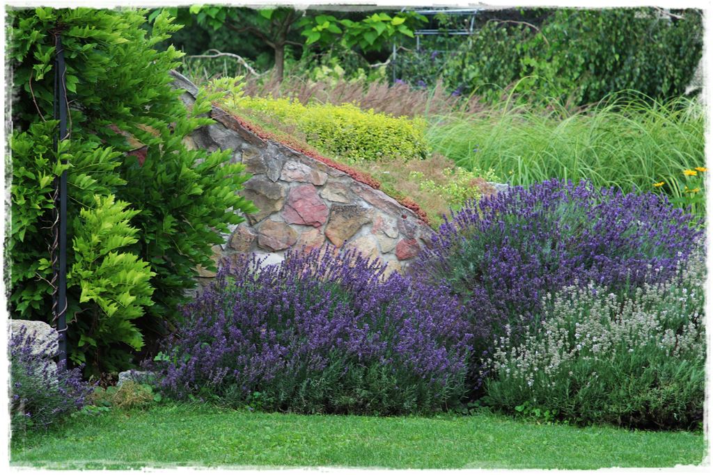 Rośliny miododajne 1 Rośliny miododajne 1