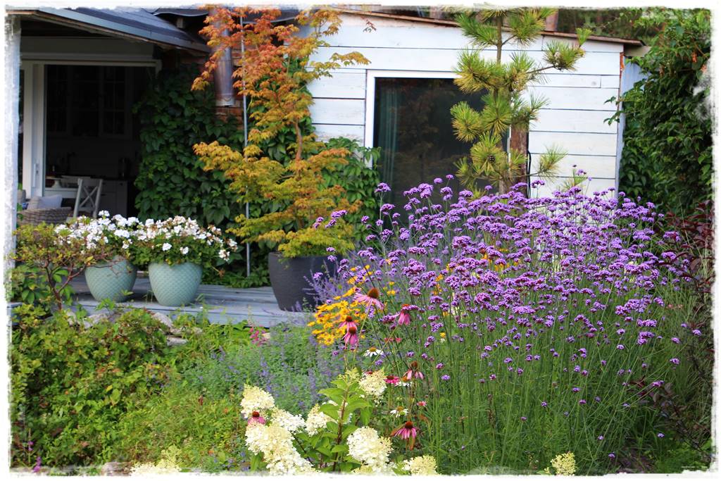 Rośliny miododajne 10 Rośliny miododajne 10