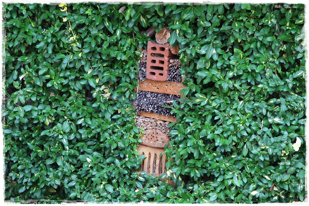 Rośliny miododajne 103 Rośliny miododajne 103