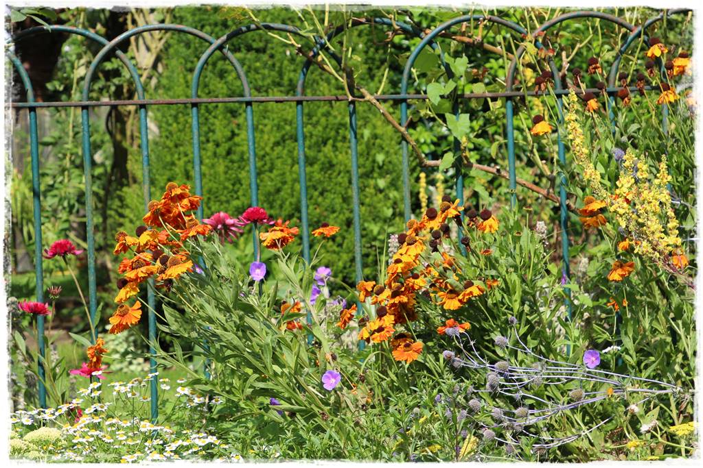 Rośliny miododajne 15