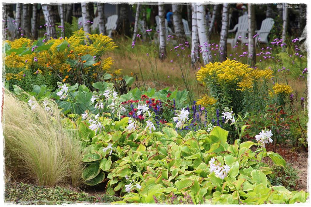 Rośliny miododajne 16