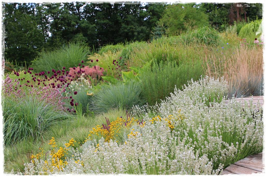 Rośliny miododajne 1c Rośliny miododajne 1c