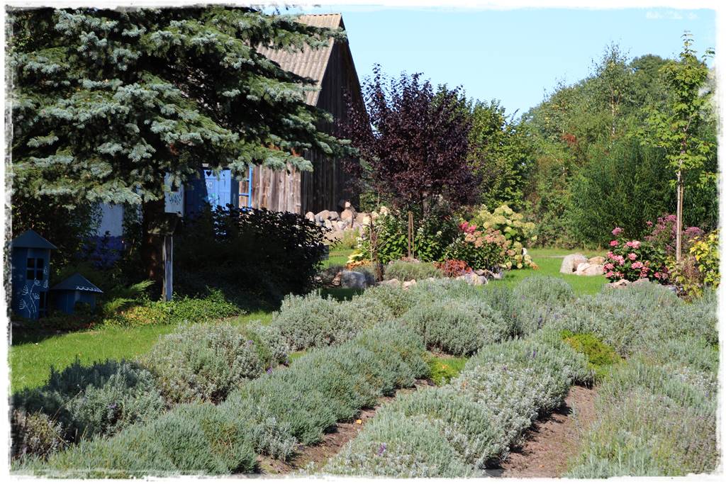 Rośliny miododajne 1e Rośliny miododajne 1e