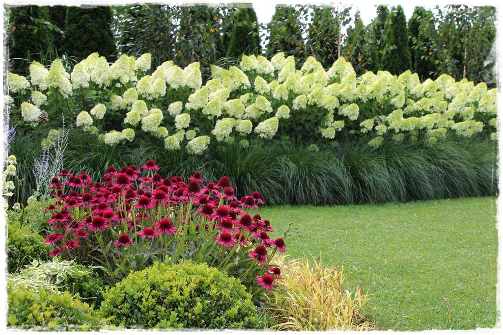 Rośliny miododajne 2 Rośliny miododajne 2