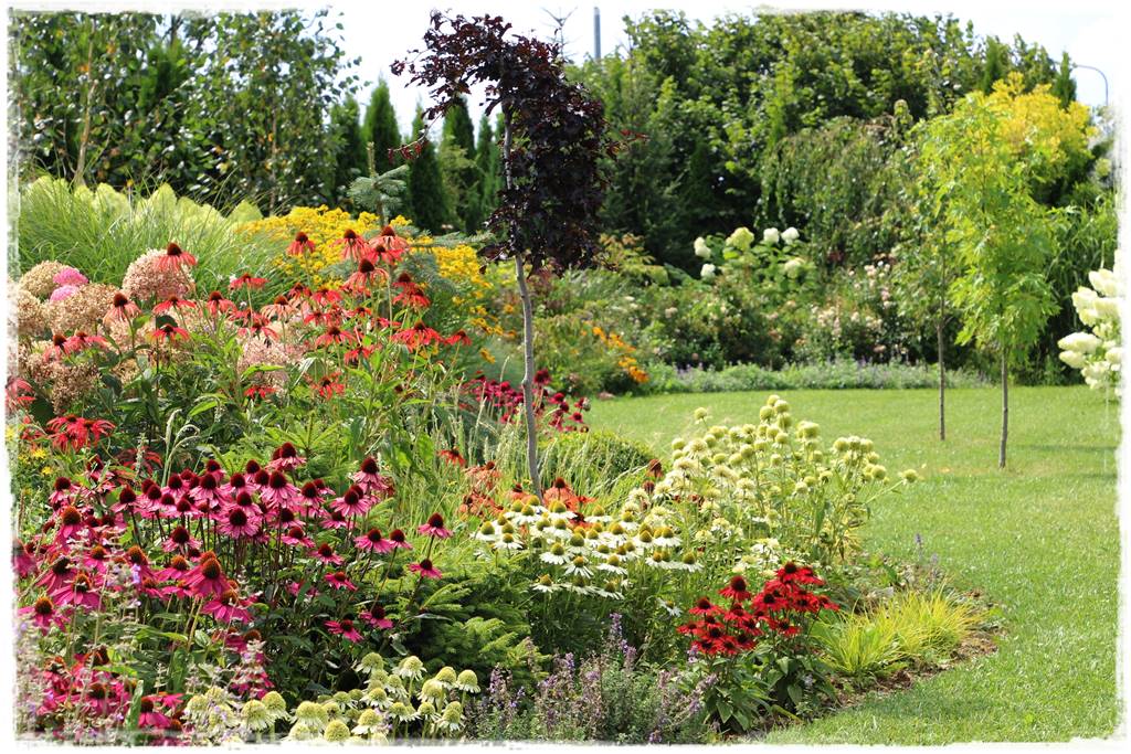 Rośliny miododajne 2aaa