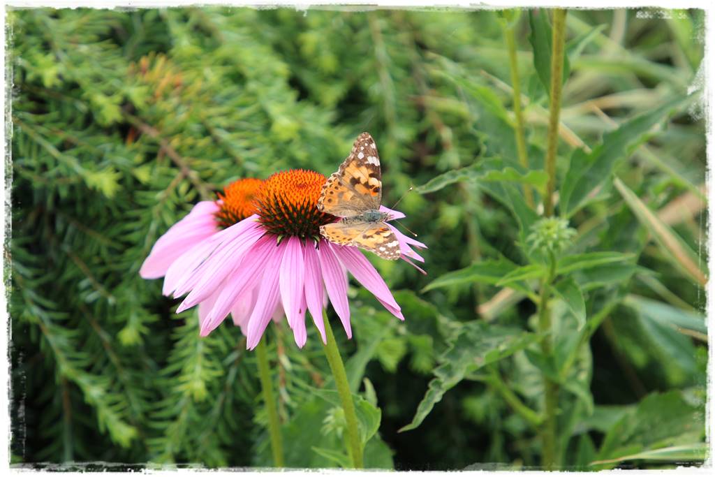 Rośliny miododajne 2b Rośliny miododajne 2b