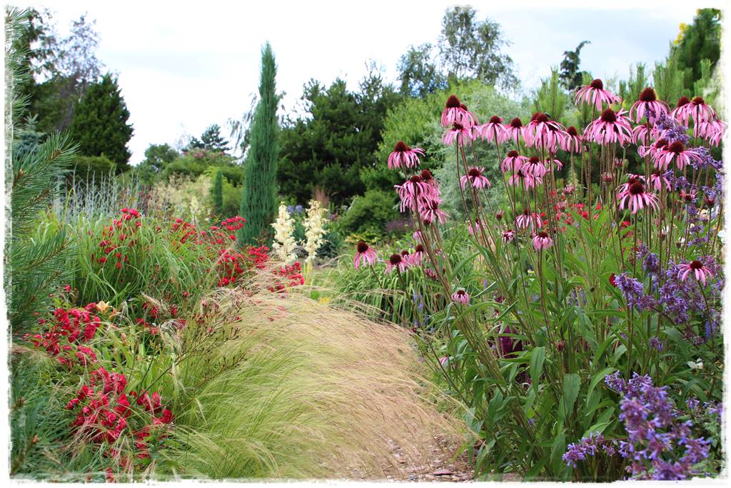 Rośliny miododajne 2d Rośliny miododajne 2d