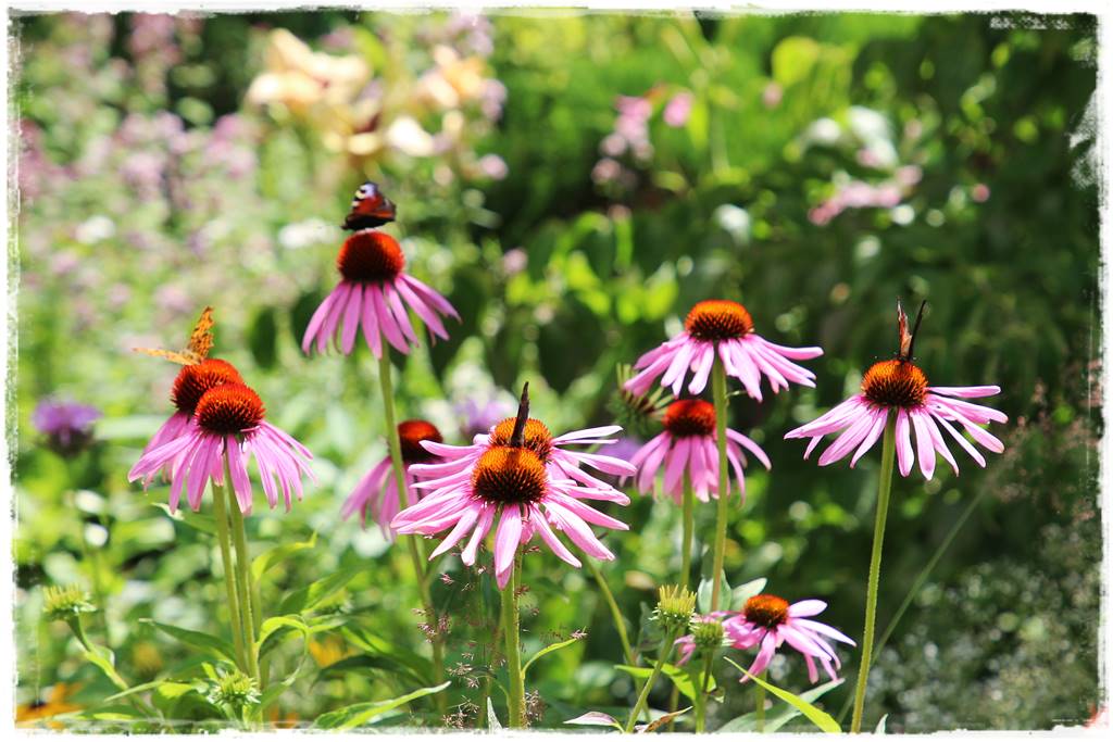 Rośliny miododajne 2e Rośliny miododajne 2e