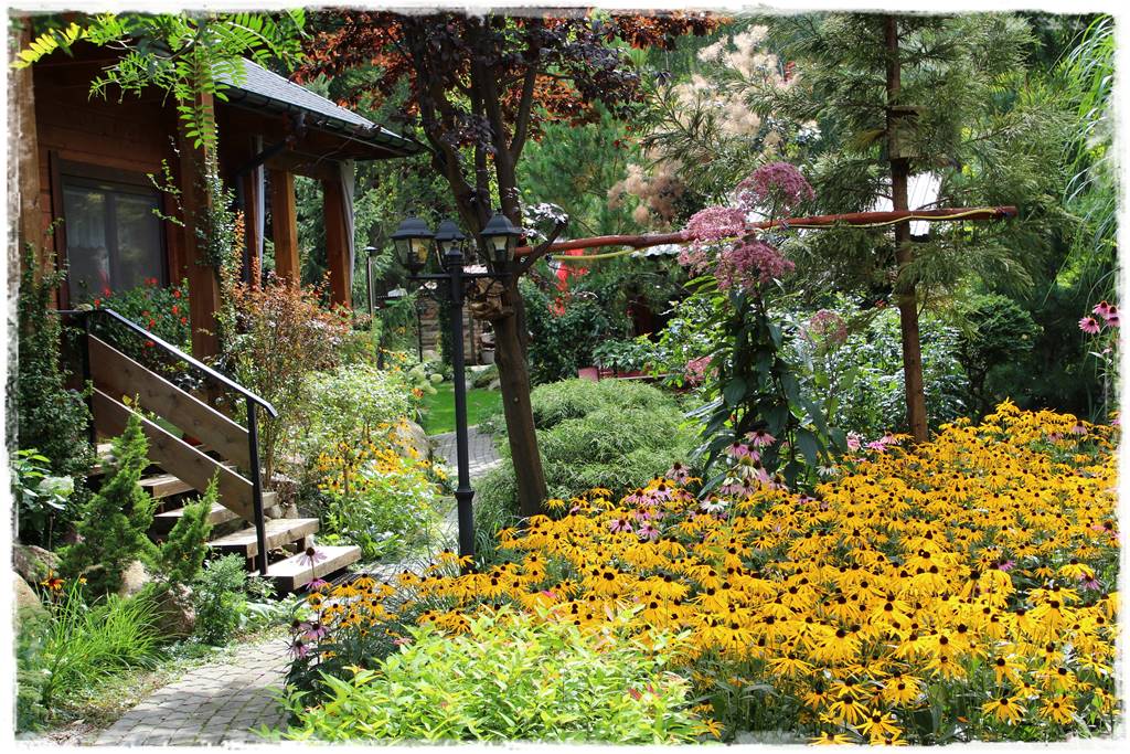 Rośliny miododajne 4 Rośliny miododajne 4