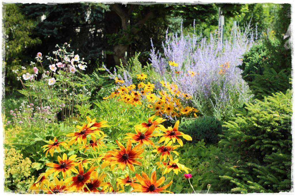 Rośliny miododajne 4d Rośliny miododajne 4d