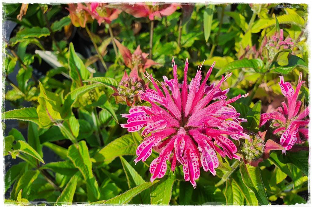 Rośliny miododajne 5e Rośliny miododajne 5e