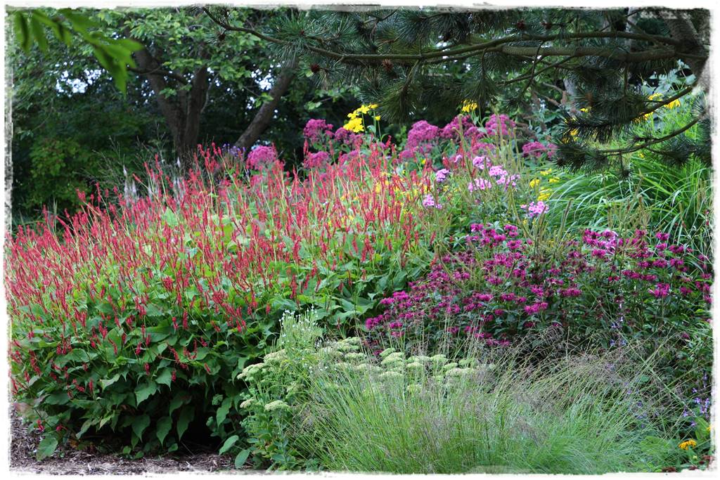 Rośliny miododajne 5f Rośliny miododajne 5f