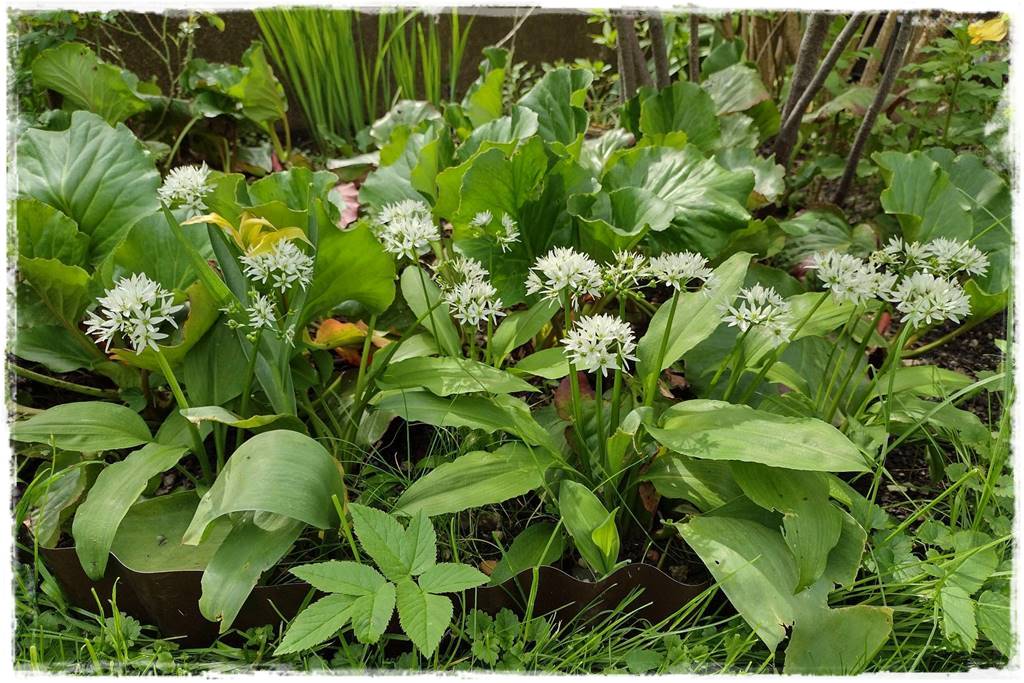 Rośliny miododajne 6d