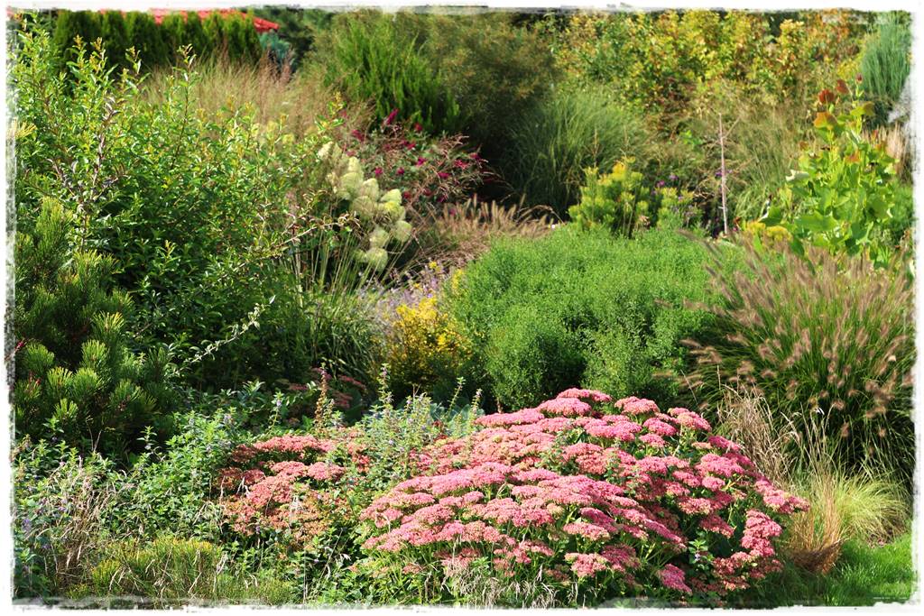 Rośliny miododajne 7c Rośliny miododajne 7c