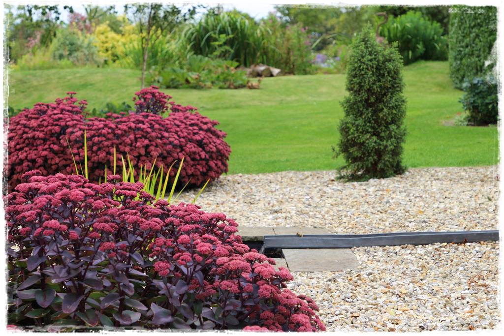 Rośliny miododajne 7e Rośliny miododajne 7e