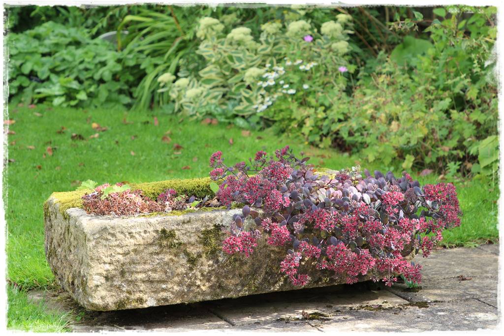 Rośliny miododajne 7g Rośliny miododajne 7g