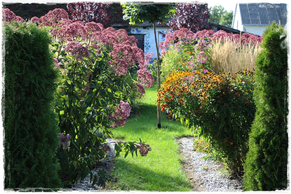 Rośliny miododajne 8 Rośliny miododajne 8