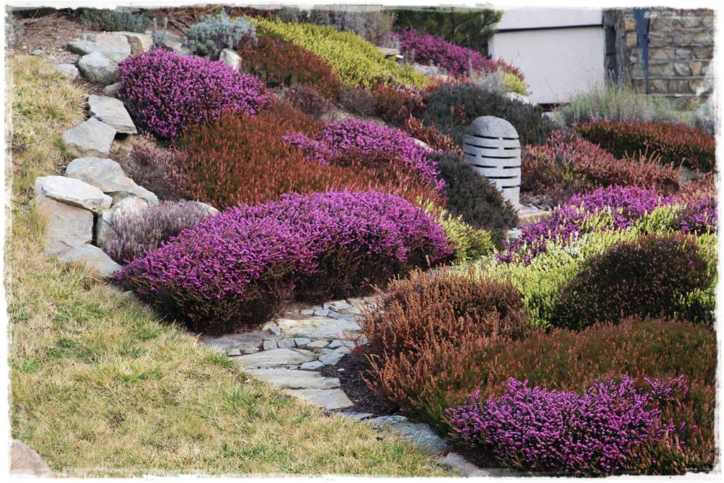 Rośliny miododajne 9e Rośliny miododajne 9e