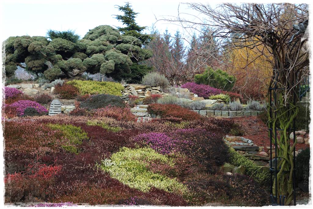 Rośliny miododajne 9f Rośliny miododajne 9f