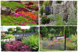 Rośliny odporne na suszę 1