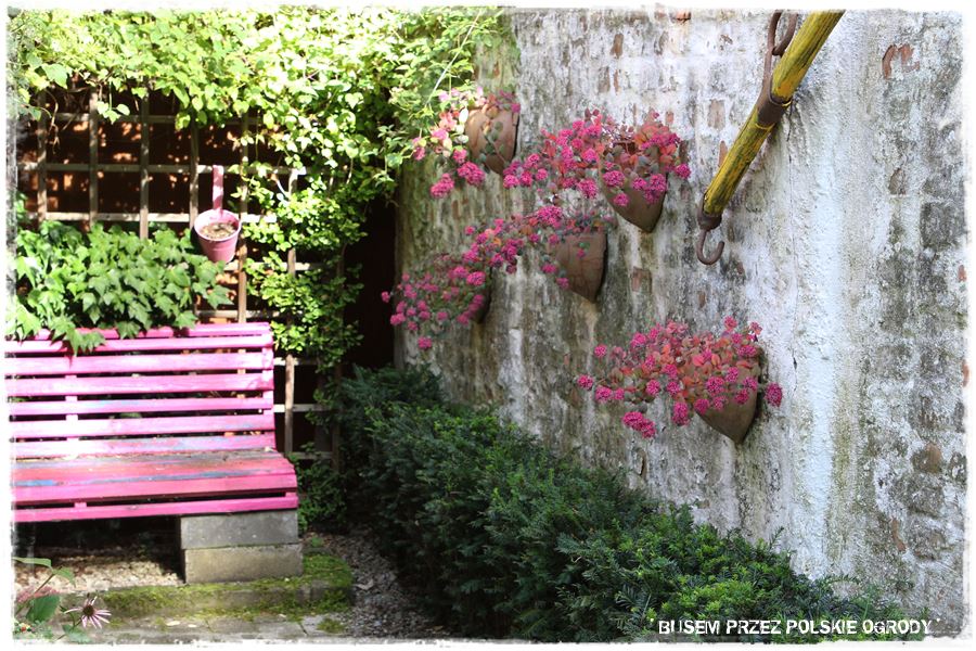 Rośliny odporne na suszę 11