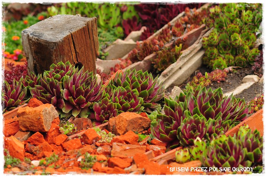 Rośliny odporne na suszę 13