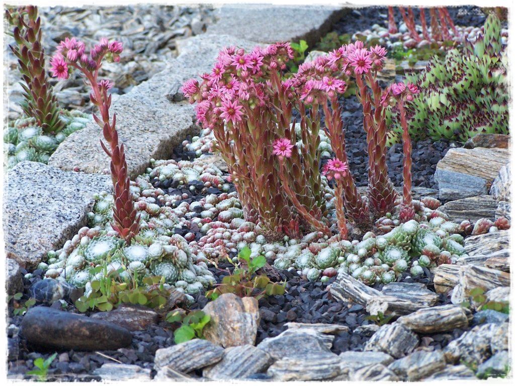 Rośliny odporne na suszę 14