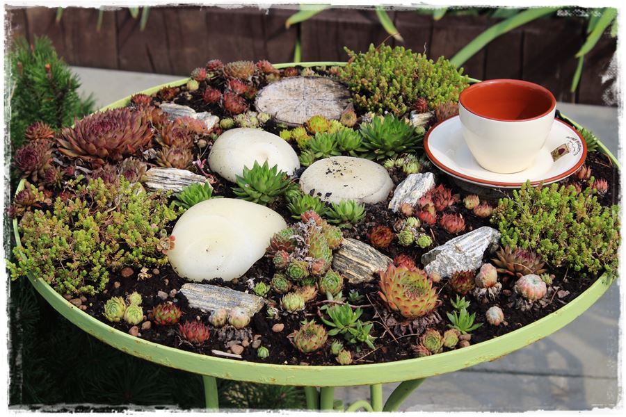 Rośliny odporne na suszę 15