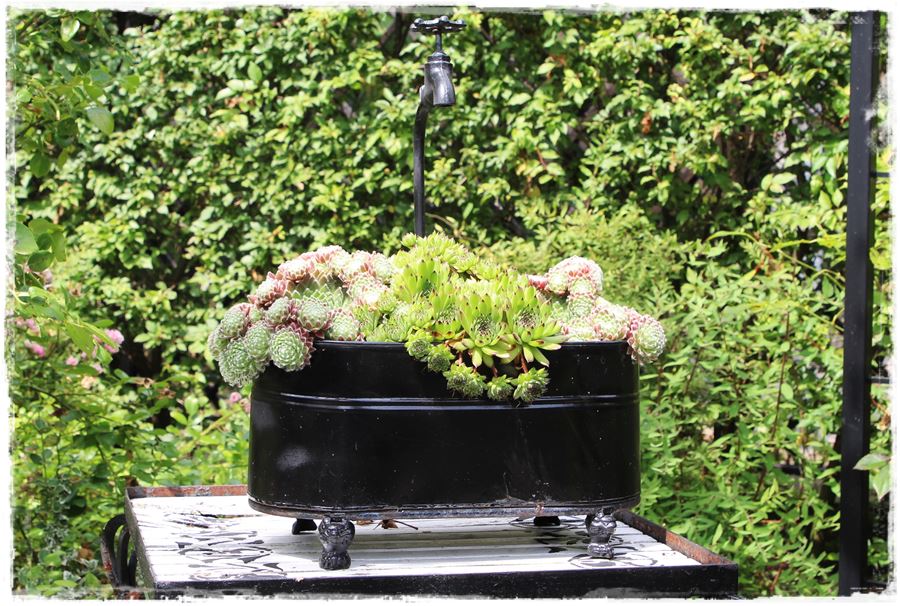 Rośliny odporne na suszę 16