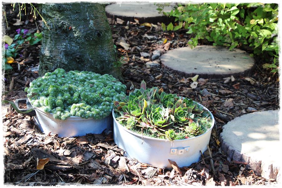 Rośliny odporne na suszę 17