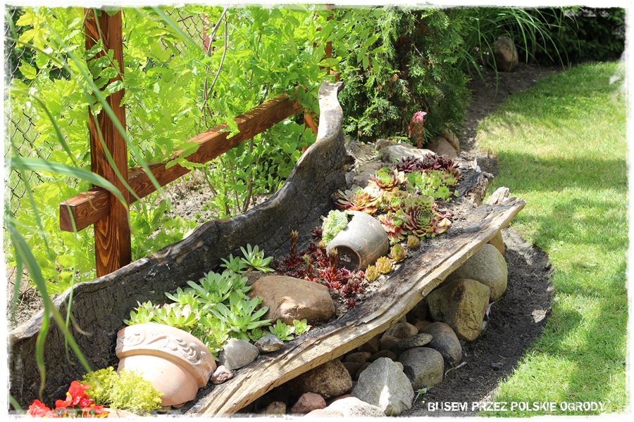 Rośliny odporne na suszę 19