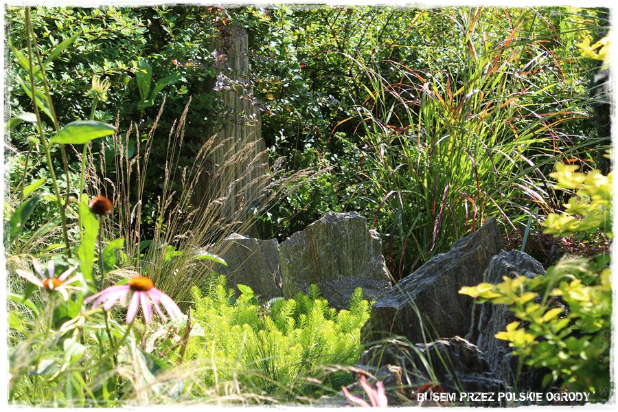 Rośliny odporne na suszę 2