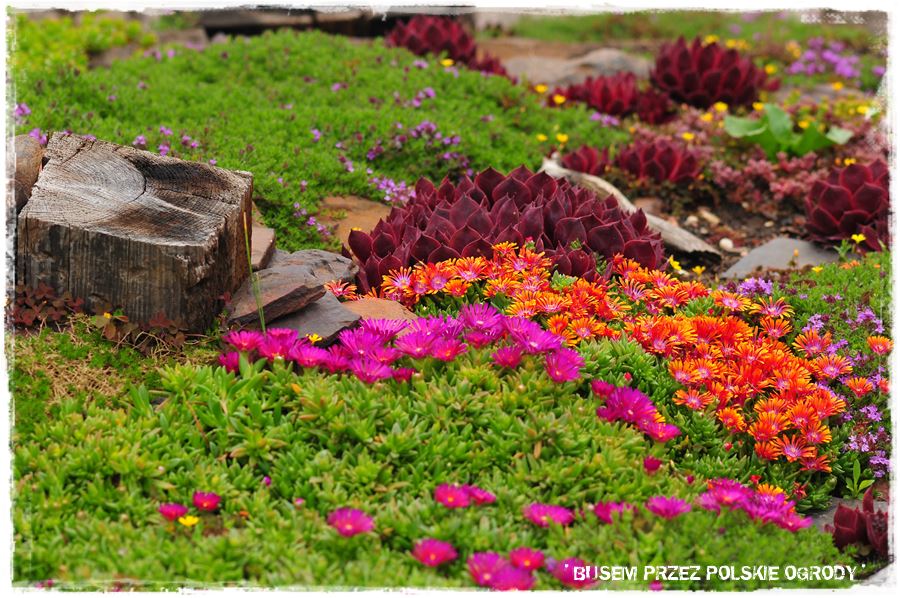 Rośliny odporne na suszę 20