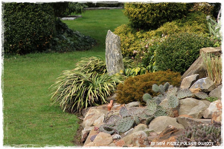 Rośliny odporne na suszę 25