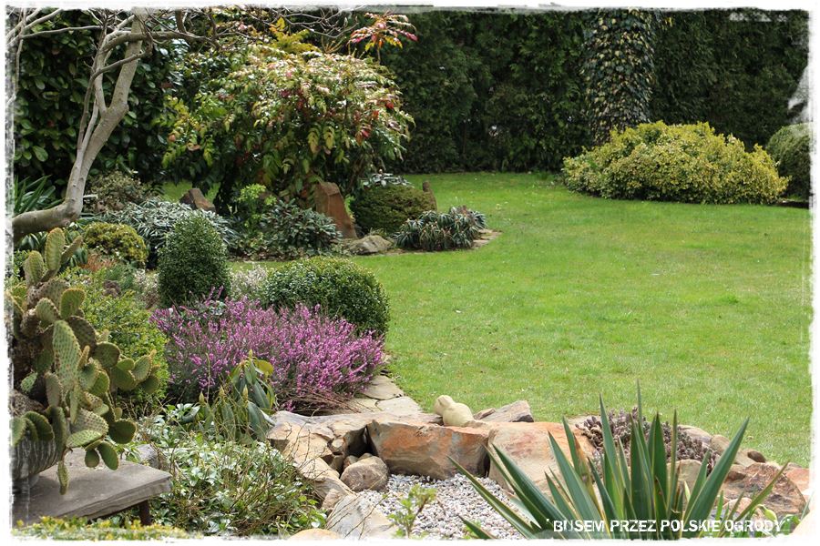 Rośliny odporne na suszę 26