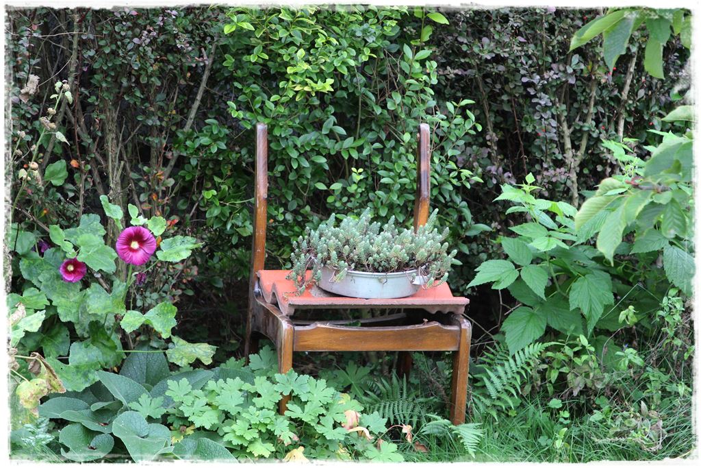 Rośliny odporne na suszę 3